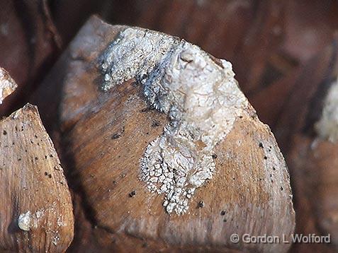 Pinecone Scale Closeup_DSCF00594.jpg - Photographed near Crosby, Ontario, Canada.